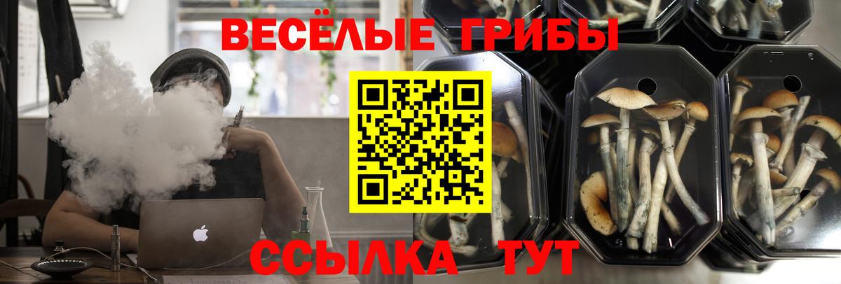 Псилоцибиновые грибы Cubensis Киржач